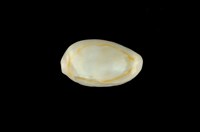 藏品(金環寶螺)的圖片